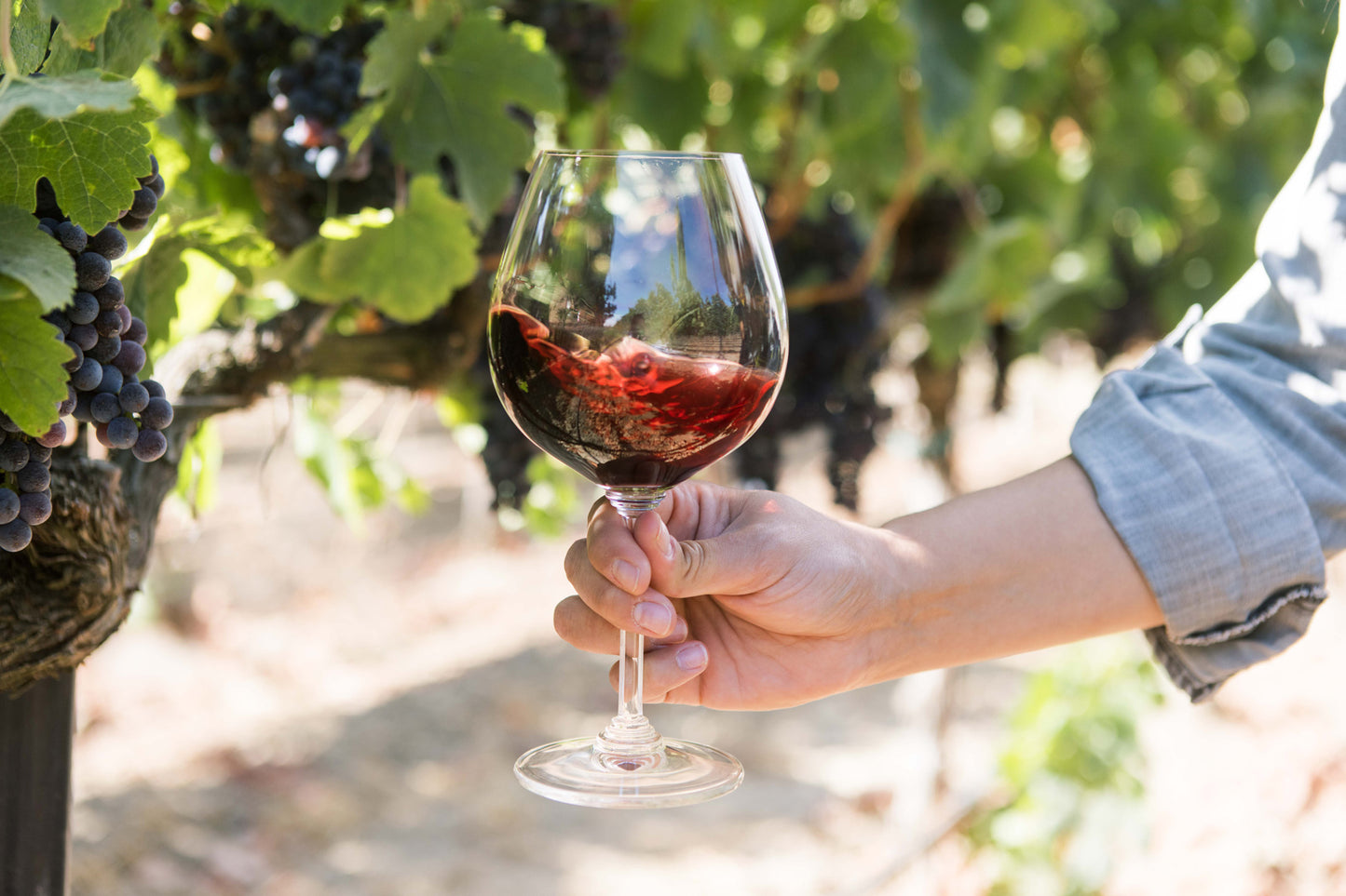 2022 Cabernet Sauvignon