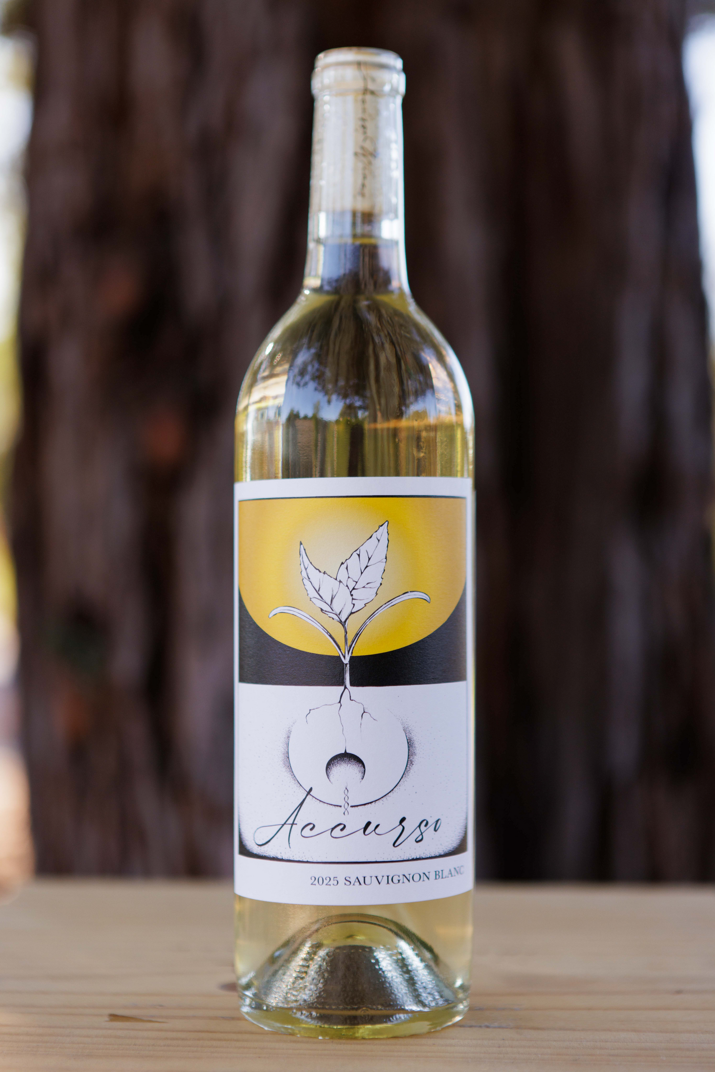 2025 Sauvignon Blanc